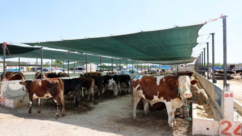 Konya merkez Selçuklu, Meram ve Karatay kurban satış ve kesim yerleri açıklandı