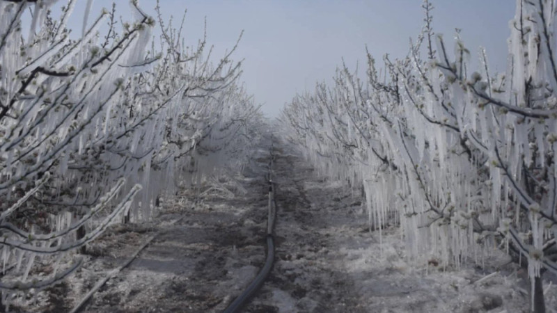 Konya’da zirai don alarmı: Tarih verildi, risk günlerce sürecek